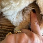 UGG  scuffet slippers women’s Photo 4