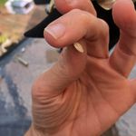 Esmor Vintage Freshwater Pearl Shell Silver Tone Necklace Photo 4