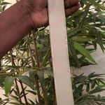 Calvin Klein beige cream belt gold tone hardware belt-Size L. Photo 3