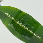 Farm Rio ‎ Banana Vichy Swim Bikini Top Womens Size XS Summer Vacation NEW Photo 5