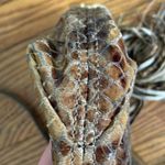 Michael Kors Embossed Leather Crossbody Bag Brown Python Snakeskin Photo 9