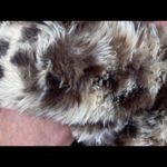 secret treasures NWT  Leapard Slippers Photo 5