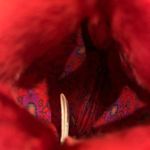 Natural Life NWOT Fuzzy Red Pinch Pouch Photo 13