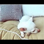 Wildfox 🦊 💋  Tie-dye Sherbert Wash sweatshirt & joggers Barbiecore Photo 12