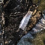 Anthropologie  A'REVE CHARCOAL GRAY OPEN LACE TUNIC BOHO BLOUSE S Photo 10