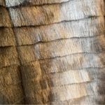 Alfani New  Faux Fur Lined Coat Jacket XS Photo 2