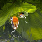 Bee & Honey‎ Jar beautiful Dangle Earrings faux fashion jewelry Gold Photo 4