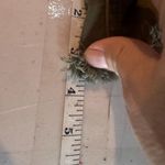 AQUA  army green cut off shorts Size 28 ( Size 6) Shortie Shorts‎ Photo 9