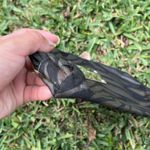 Nine West Zebra Print Mini Bag Photo 2