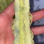 Free People Bralette Photo 4