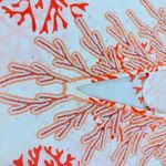 Barbara Gerwit beaded coverup tunic mini dress beach coverup sheer cotton small Orange Photo 2