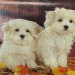 Tan Fall Leaves Dog Print Wallet Photo 2