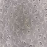 Raga  Anthropologie M White Juhi Luna Eyelet Button Down Flutter Sleeve Maxi Photo 12