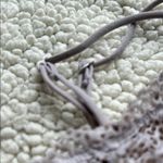 Victoria's Secret Cream and Purple Lace Bras Intimates Photo 3