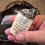 Pilcro and the Letterpress  pants 27 Photo 7