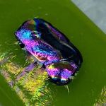 Art Glass Rectangle Shape Green Shade Pendant for Necklace Iridescent Center Photo 9