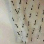 Lost + Wander  ruffle mini skirt sz S NWT Photo 3