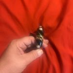 Betsey Johnson   Studded Bracelet Photo 3