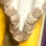 La Fiorentina Rex Rabbit Fur Sparkle Light Grey Poncho O/S Gray Size undefined Photo 6