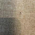 J.Crew Tan 100% Wool Women's Pencil Skirt Lined, Small Flaw P18 Photo 9