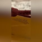 Jessica Simpson  Suede Red Wine Burgundy High Heels Tie Up Photo 7