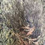 Mossy Oak  Ladies Camouflage Pants Photo 4