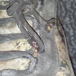 Cabela's Cabela’s Waterproof Thinsulate Realtree Camouflage Hunting Hiking Boots SIZE 6 Photo 2