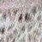 Forgotten Grace  women netted blouses L Photo 0