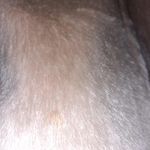 Vintage Brazotta Real Fur Double Breasted Tan and Brown Coat Size L Photo 6