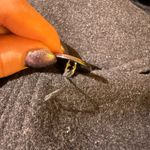 Dana Buchman Woman’s Charcoal Gray Peacoat Photo 7