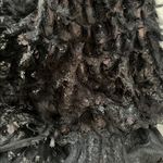 Maxi Feathered Prom Dress (size 16) Black Photo 7