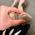 Jeffrey Campbell Taupe Grey Suede Boots Photo 5