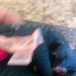 B 0G Collective XXL Green Floral Elastic Crop Top Pink Photo 8