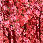 Sachin + Babi  Ronnie Long Sleeve Pink Pleated Tie Front Midi Dress NWT Photo 12