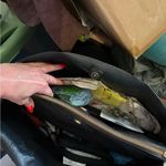 Coach Black and Brown Signature Tote Photo 5