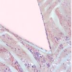 Sequin Beige Skirt Gold Size M Photo 2