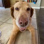 Lilly Pulitzer Dress Janice Shift Gold Mini Beach You Gotta Regatta 4 EUC Photo 6