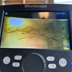 Elaine Coyne dragonfly patina brass tone bracelet Green Photo 1