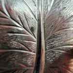 Sarah Coventry Gold Color Metal Leaf Shape Jewelry Pin Brooch Faux Pearl Accent Photo 7