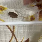 Free People  Naya Ruffle Floral Blouse Ivory Short Sleeve Top size S Boho Cottage Photo 8