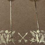 Shiraleah  CHICAGO Fiore Small Gold Earrings Dainty Dangle Floral NWT Photo 2