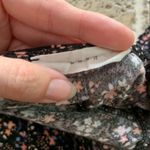 Lush Clothing Lush Black Floral Bodysuit S Flower Print Scoop Neck Photo 2