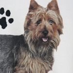 Vintage Australian Terrier Dog Sweatshirt Photo 3