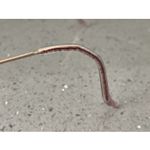 Savvy 281 PUR 50 Photo 4