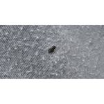 Honeydew Lavender Short Sleeve‎ T Photo 4