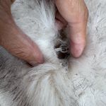 BEIGE Faux FUR CAPE SHAWL WRAP WOMEN Tan Photo 5