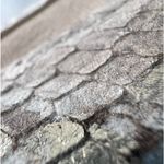 SARTO by Franco Sarto Daine Slip On Sneaker Dusty Rose snake print, Size 8.5 EUC Gold Photo 9