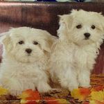 Tan Fall Leaves Dog Print Wallet Photo 1