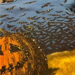 Take Two Halloween Top Women’s Size 3X Black Photo 6