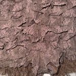 Free People $48 Hot Fudge Brown Feeling For Lace Pull On Ruffled Shorties S Photo 7